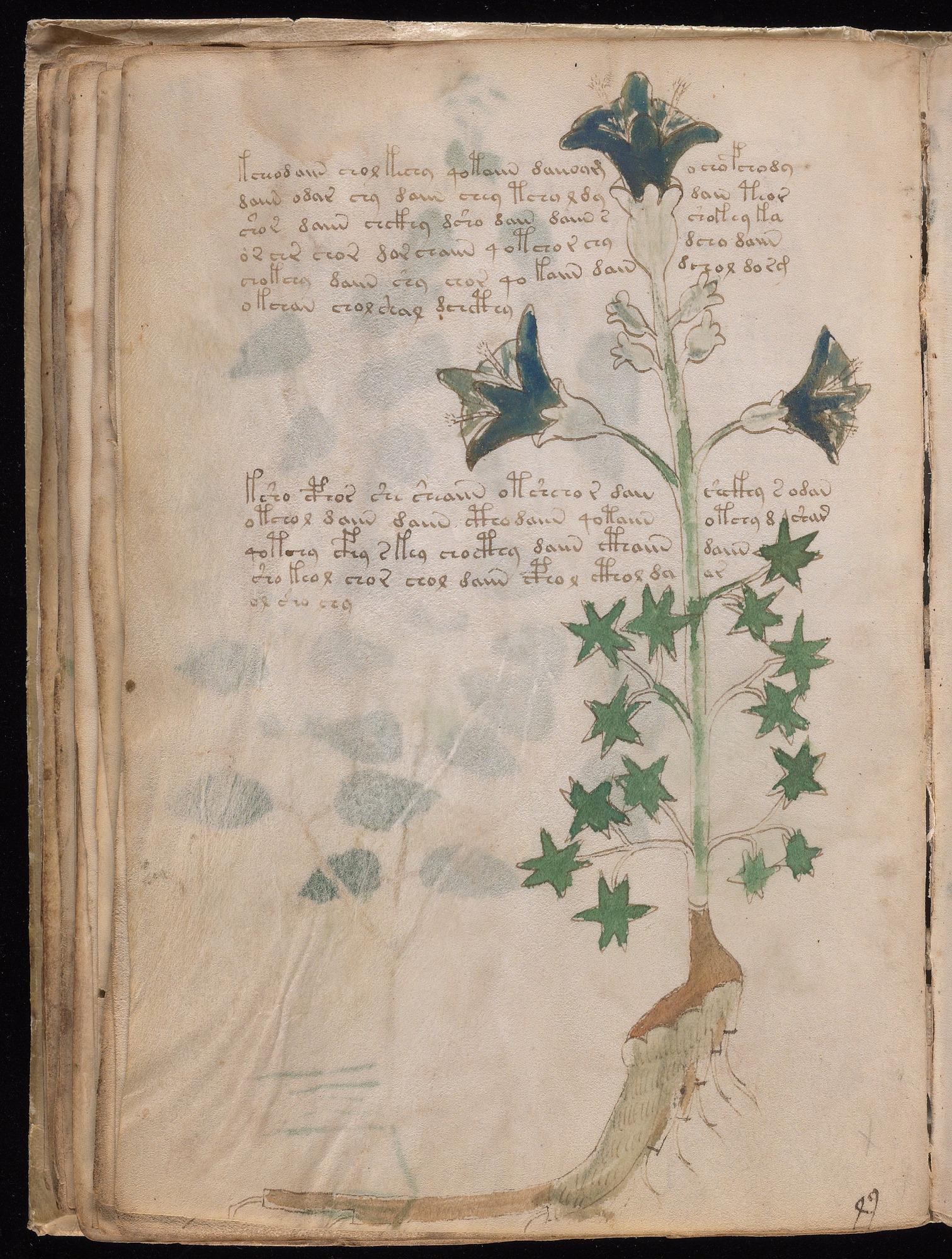 Voynich Manuscript folio f32v — Beinecke MS 408